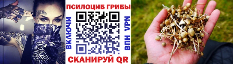 Псилоцибиновые грибы мицелий  Павловская 